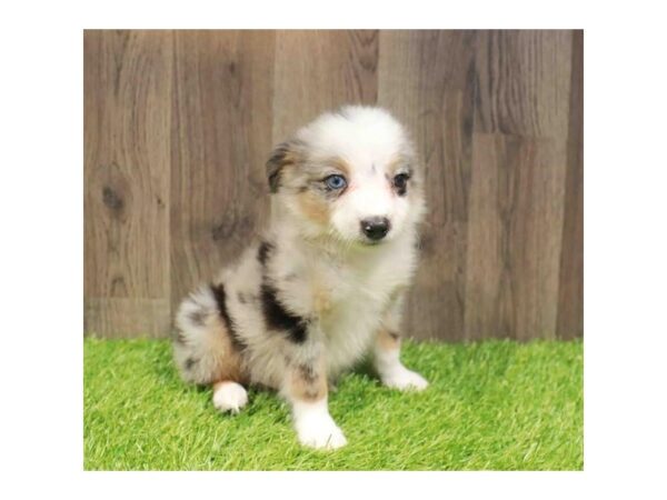 [#29747] Blue Merle Male Miniature Australian Shepherd Puppies for Sale