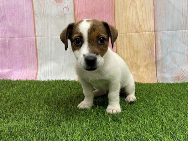 [#29736] Brown / White Female Jack Russell Terrier Puppies for Sale