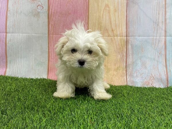 [#29733] White Female Maltese Puppies for Sale