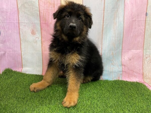 [#29718] Black / Red Male German Shepherd Dog Puppies for Sale
