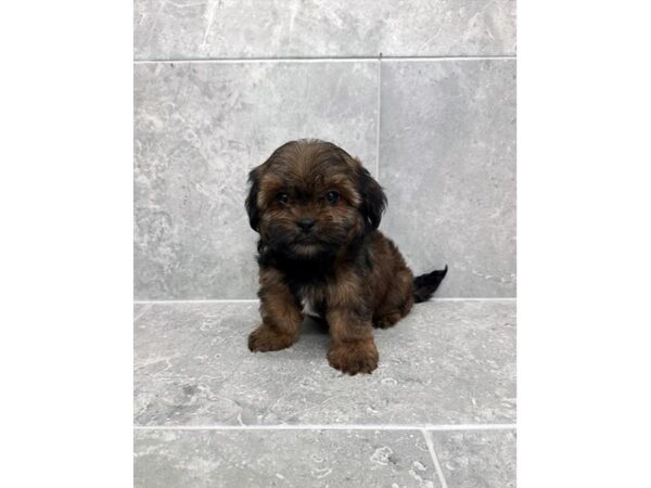 [#29754] Gold Female Shorkie Puppies for Sale