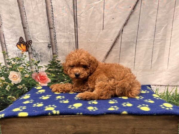 [#2440] Red Male Poodle Toy Puppies for Sale