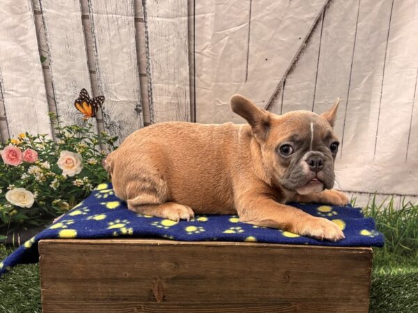 [#2442] Blue Fawn Male French Bulldog Puppies for Sale