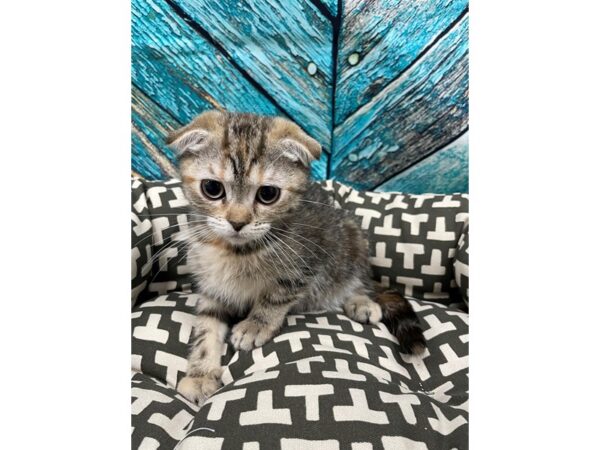 [#29741] Female Scottish Fold Kittens for Sale