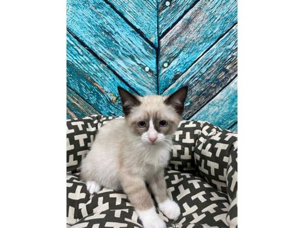 [#29745] Seal Points Female Siamese Kittens for Sale
