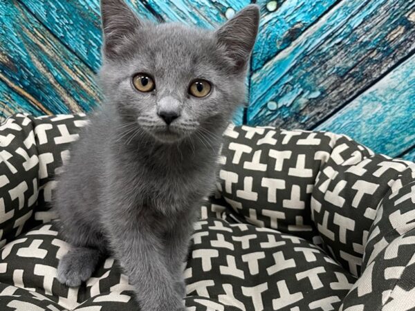 [#29743] Male Russian Blue Kittens for Sale
