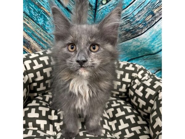 [#29750] blue tortishell Female Maine Coon Kittens for Sale