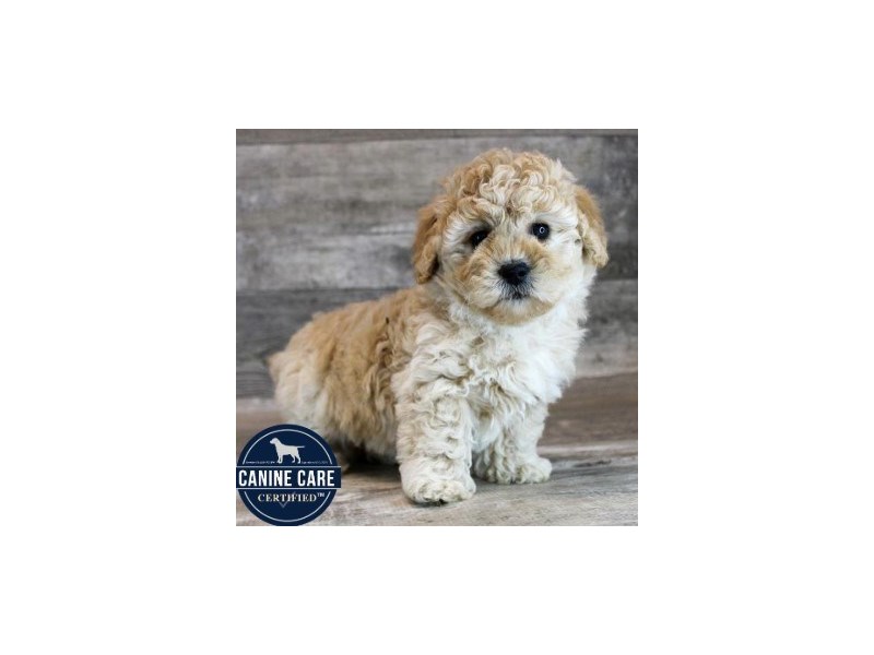 Puppy Apricot ID237505 Located at Petland Lake St. Louis & Fenton, MO