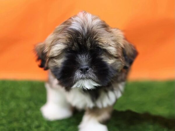 [#30181] Golden Male Lhasa Apso Puppies for Sale