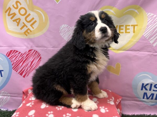 [#2967] Tri-Colored Female Bernese Mountain Dog Puppies for Sale