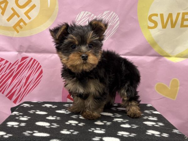 [#2984] Black / Tan Male Yorkshire Terrier Puppies for Sale
