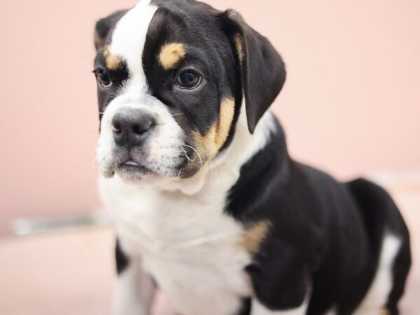 [#30293] Black Male Beabull 2nd Gen Puppies for Sale