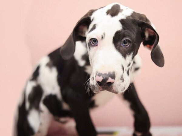 [#30329] Merlequin Male Great Dane Puppies for Sale