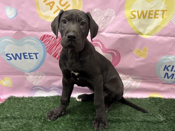 [#2988] Black / White Male Great Dane Puppies for Sale