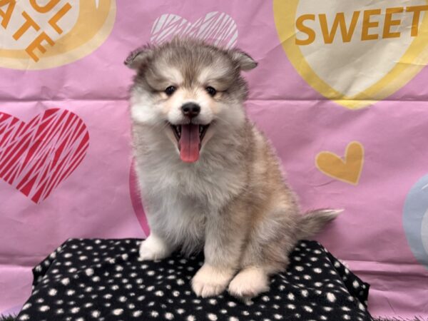 [#2990] Gray / White Female Pomsky Puppies for Sale