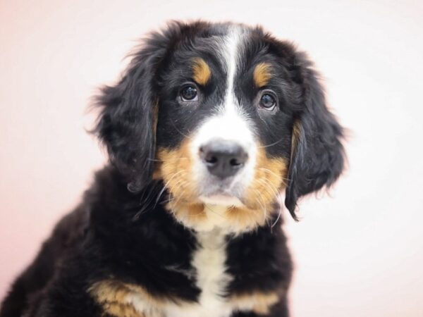 [#30361] Tri-Colored Male Bernese Mountain Dog Puppies for Sale