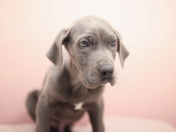 [#30352] Blue Male Great Dane Puppies for Sale