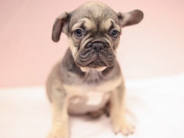 [#30348] Fawn Male French Bulldog Puppies for Sale
