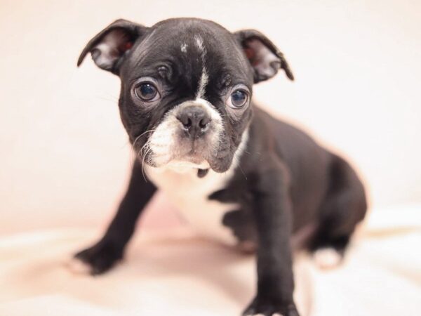 [#30344] Black / White Female Boston Terrier Puppies for Sale