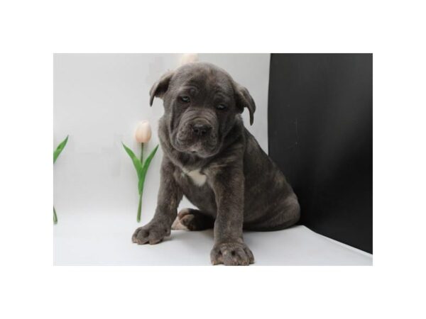 [#30365] Blue Brindle Female Cane Corso Puppies for Sale