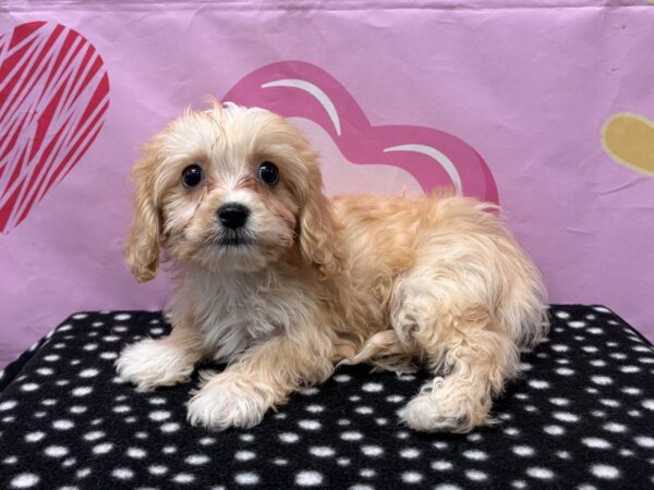 [#3009] Apricot Female Cavachon Puppies for Sale