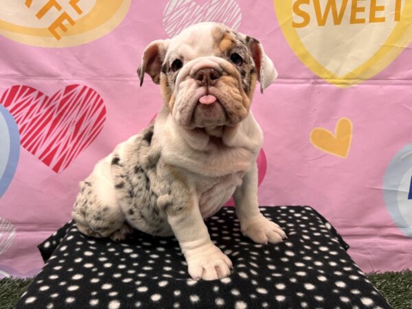 [#3010] Chocolate Merle Female Victorian Bulldog Puppies for Sale