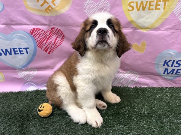 [#3011] Brown / White Male Saint Bernard Puppies for Sale