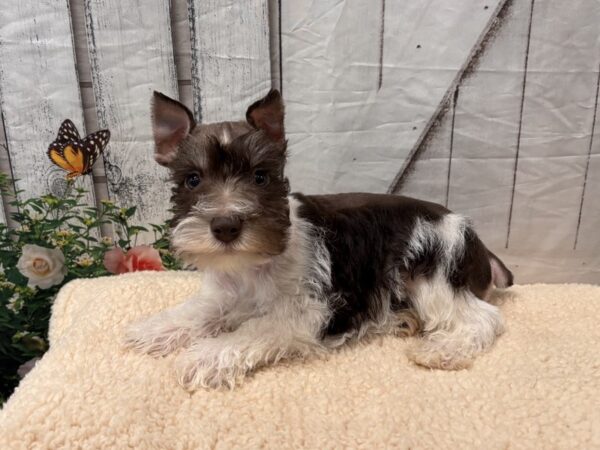 [#3034] Chocolate / White Male Miniature Schnauzer Puppies for Sale