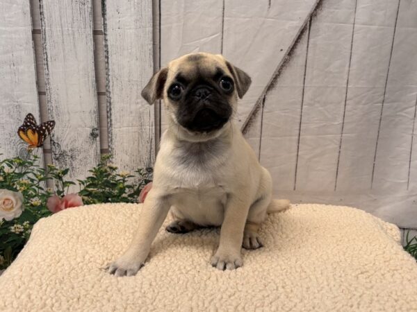 [#3111] Fawn Female Pug Puppies for Sale