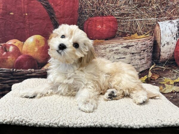 [#3704] Apricot Female Bichapoo Puppies for Sale