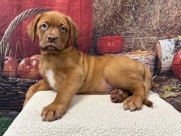 [#3711] Red / Brown Male Dogue De Bordeaux Puppies for Sale