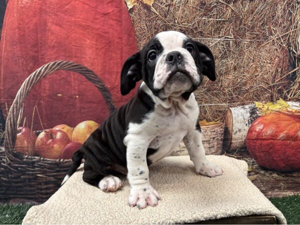 [#3716] Black / White Male Victorian Bulldog Puppies for Sale