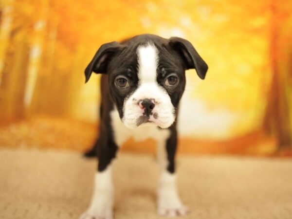 [#31090] Black / White Male Boston Terrier Puppies for Sale