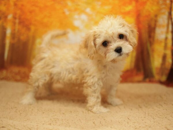 [#31081] Cream Female Cavachon Puppies for Sale
