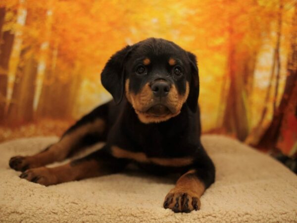 [#31082] Black and Mahogany Female Rottweiler Puppies for Sale