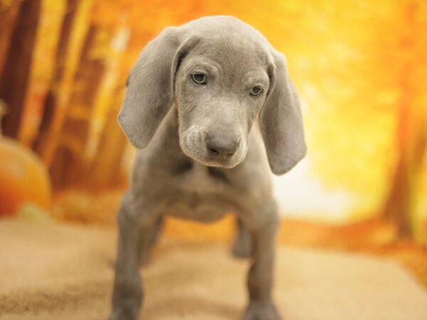 [#31088] Blue Male Weimaraner Puppies for Sale