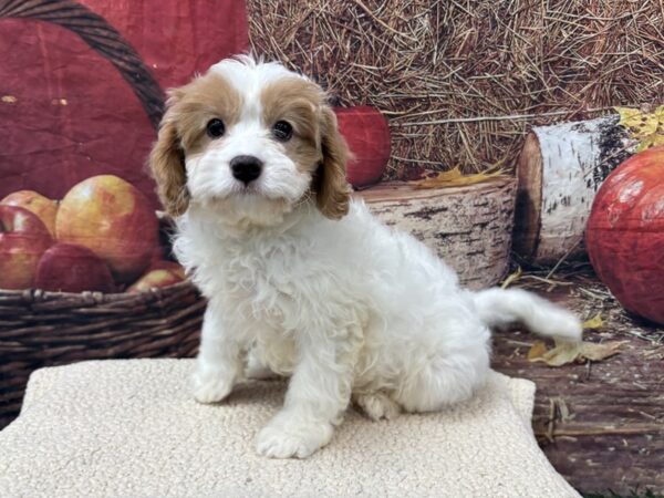 [#3727] White Female Cavapoo Puppies for Sale