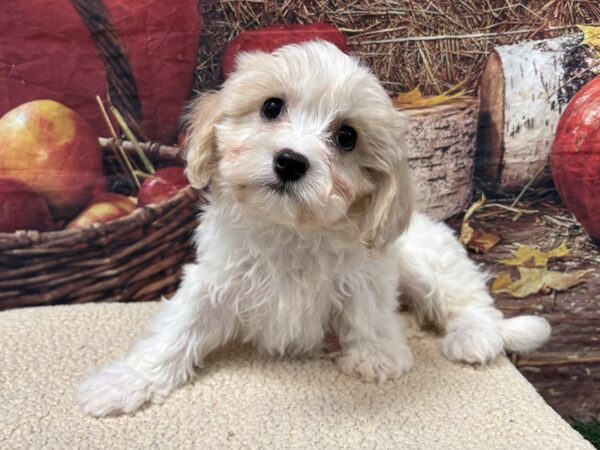 [#3729] White / Cream Female Cavachon Puppies for Sale