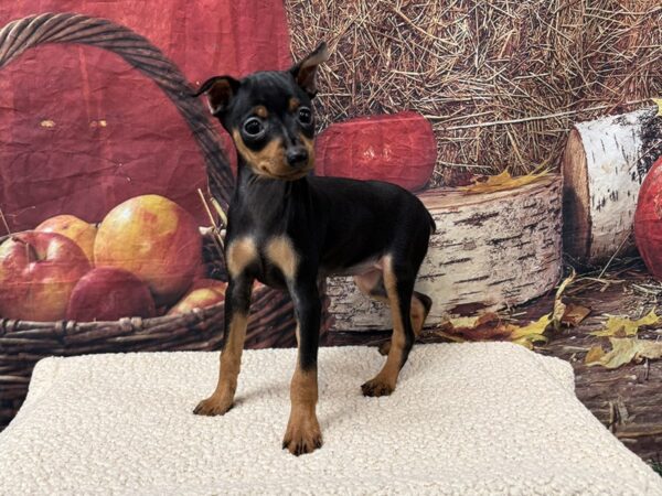 [#3744] Black / Tan Female Miniature Pinscher Puppies for Sale