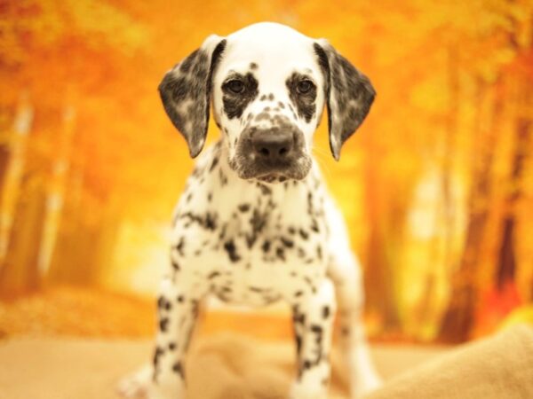 [#31108] Black / White Male Dalmatian Puppies for Sale