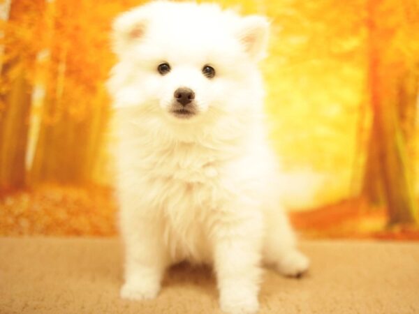 [#31105] White Female American Eskimo Dog Puppies for Sale