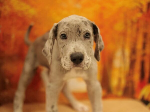 [#31111] Merle Male Great Dane Puppies for Sale