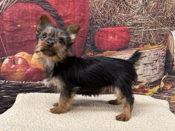 [#3748] Black / Tan Male Silky Terrier Puppies for Sale