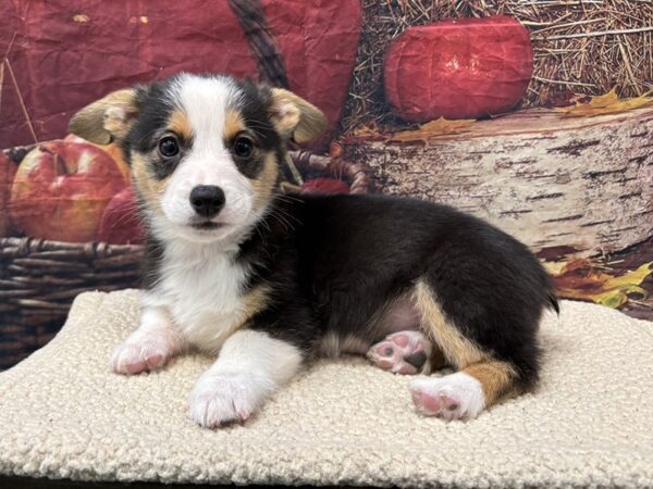[#3747] Black White / Tan Male Pembroke Welsh Corgi Puppies for Sale