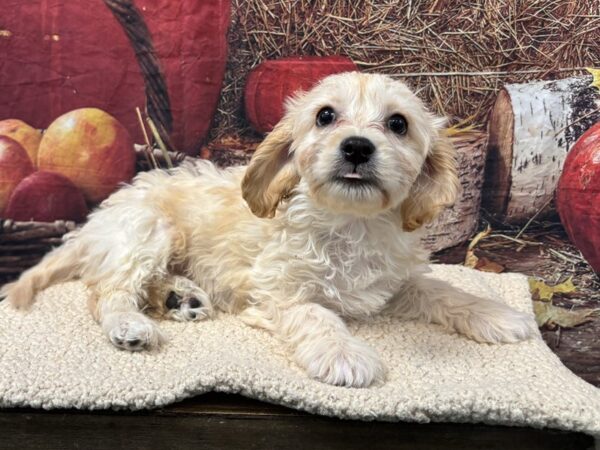 [#3759] Apricot Female Cavachon Puppies for Sale