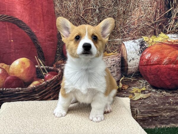 [#3768] Sable / White Female Pembroke Welsh Corgi Puppies for Sale