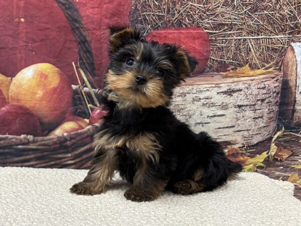 [#3771] Black / Tan Female Yorkshire Terrier Puppies for Sale