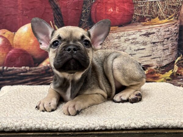 [#3769] Fawn Male French Bulldog Puppies for Sale