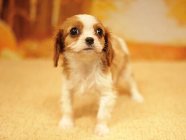 [#31125] Blenheim Female Cavalier King Charles Spaniel Puppies for Sale