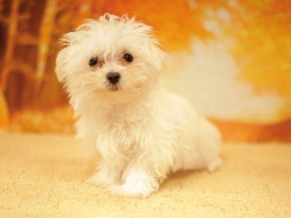 [#31119] White Male Maltese Puppies for Sale